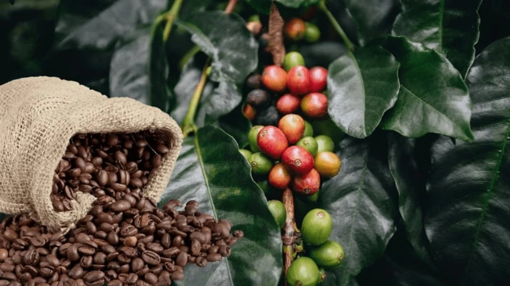 Coffee exports forecasted to remain strong