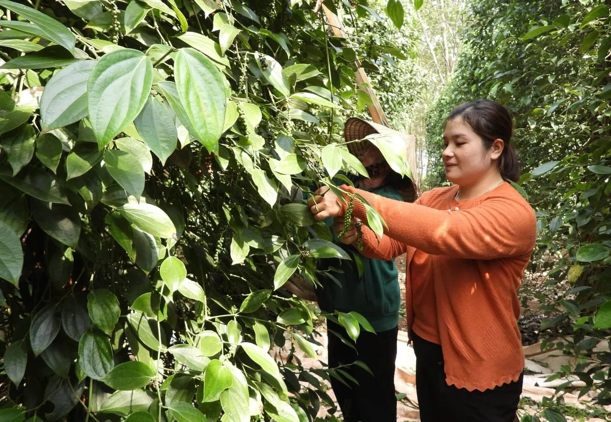 Pepper, spice industry racing to sustain Viet Nam's position